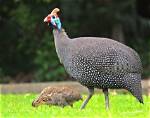 Guinea Chickens