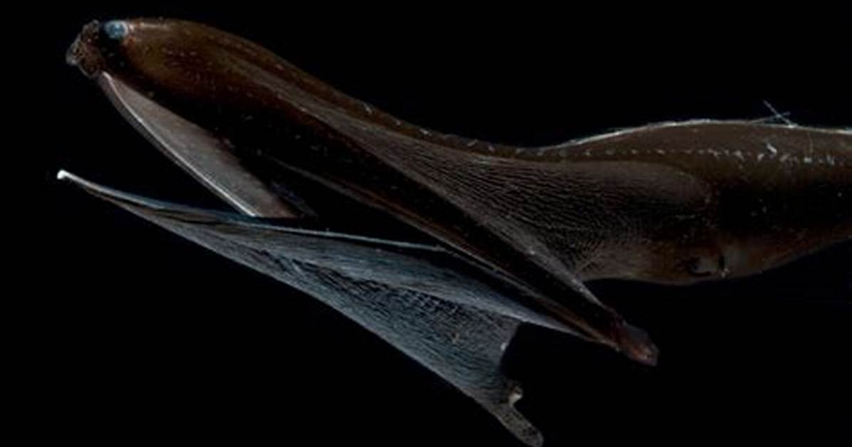 Gulper Fish
