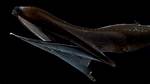 Gulper Fish