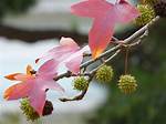 Gum Ball Tree