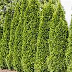Gurneys Trees
