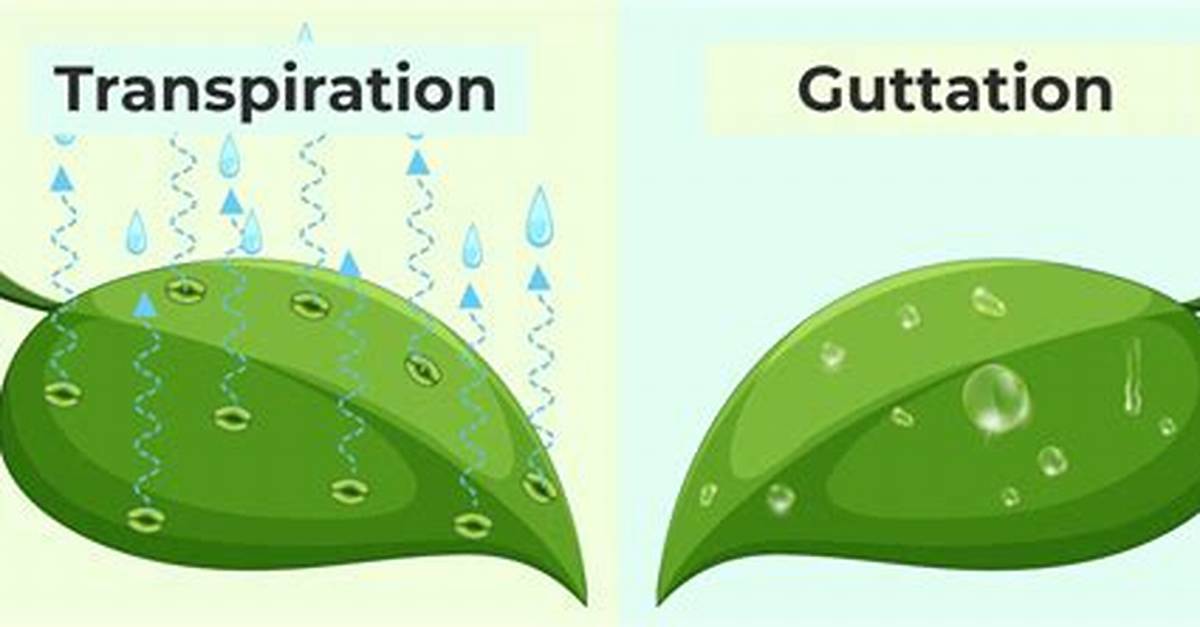 Guttation