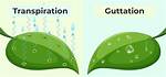 Guttation