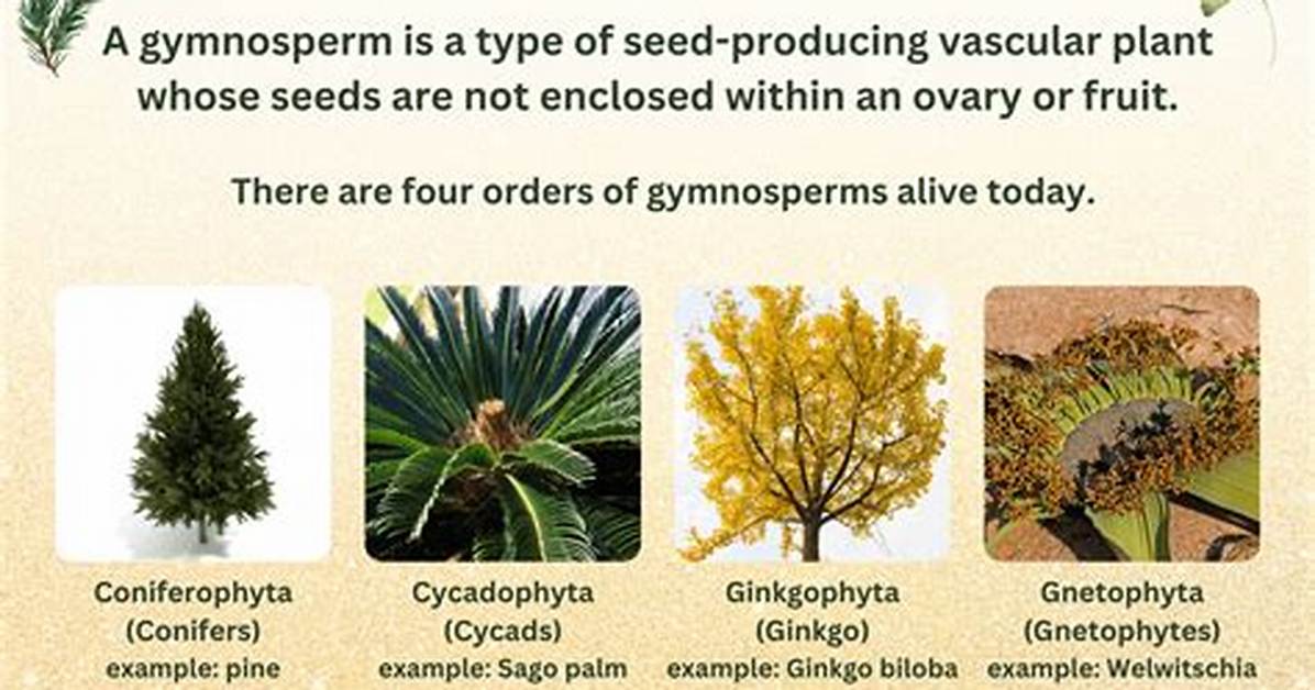 Gymnosperms Examples