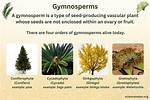 Gymnosperms Examples