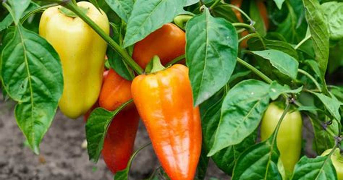 Gypsy Pepper