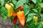 Gypsy Pepper