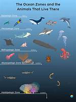 Hadal Zone Animals