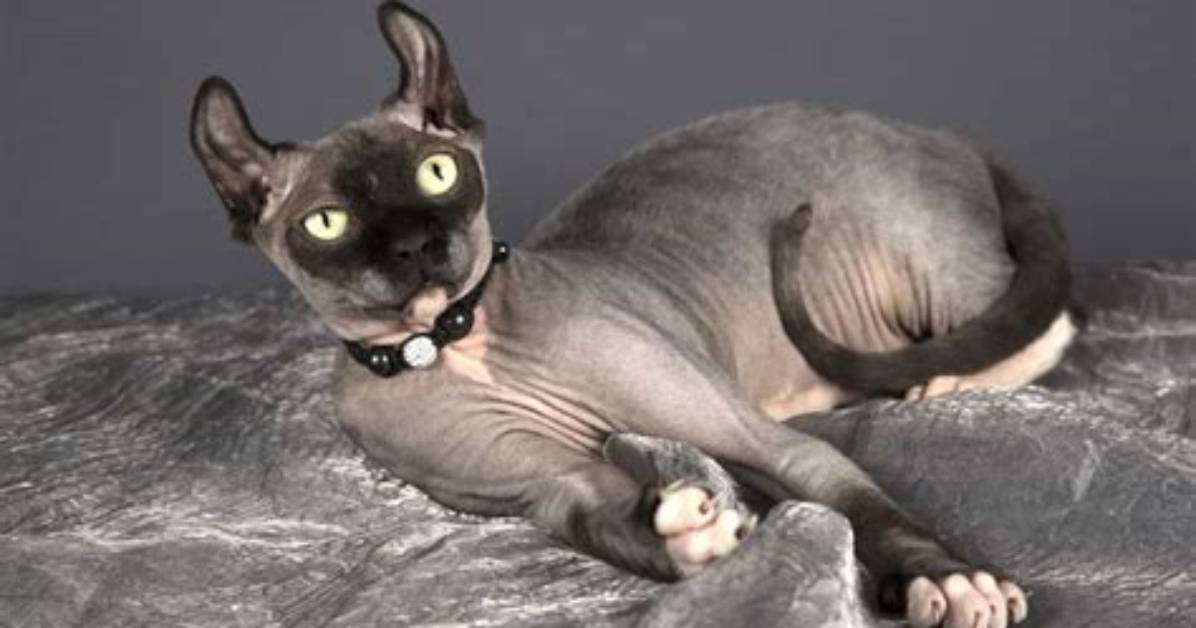 Hairless
