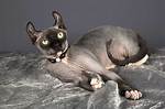 Hairless