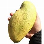 Haitian Mango