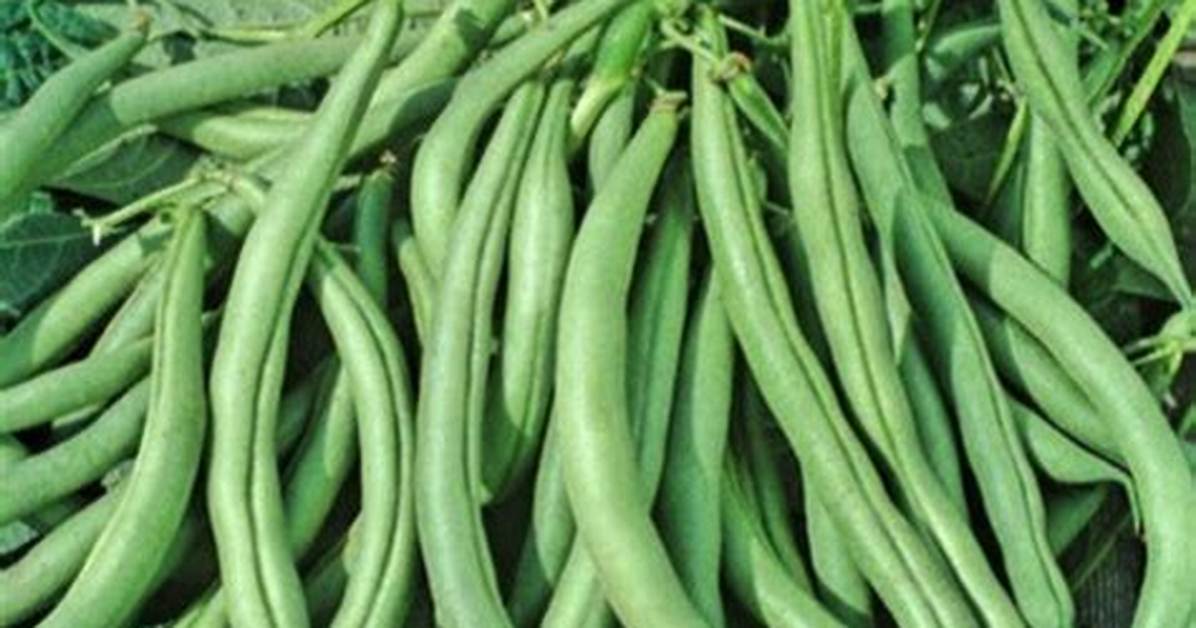 Half Runner Green Beans