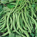 Half Runner Green Beans