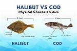 Halibut vs Cod