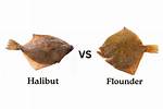 Halibut vs Flounder