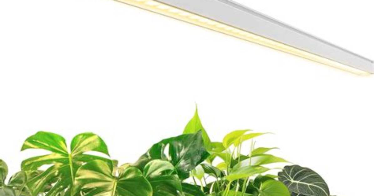 Halogen Light for Plants