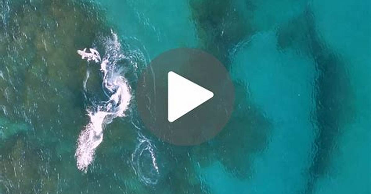 Hammerhead Shark Attacks