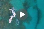 Hammerhead Shark Attacks