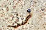 Hammerhead Worm Texas