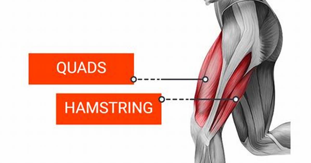 Hamstring vs Quad