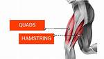 Hamstring vs Quad