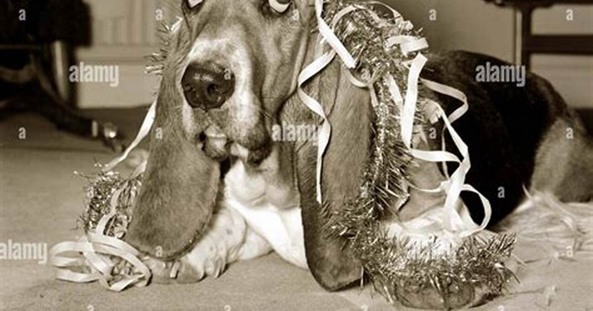 Hang Dog