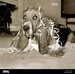 Hang Dog