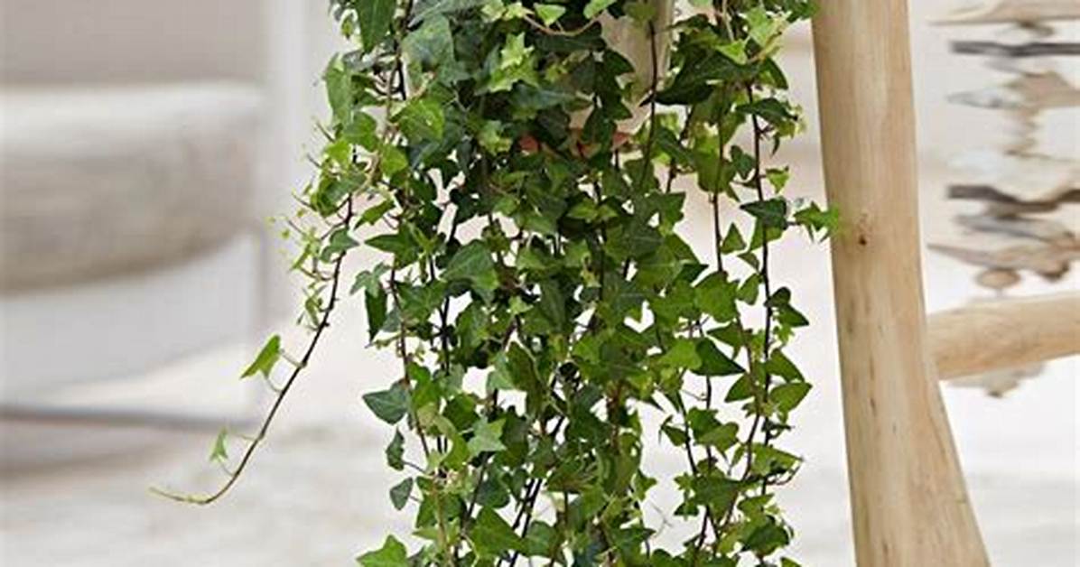 Hanging Ivy