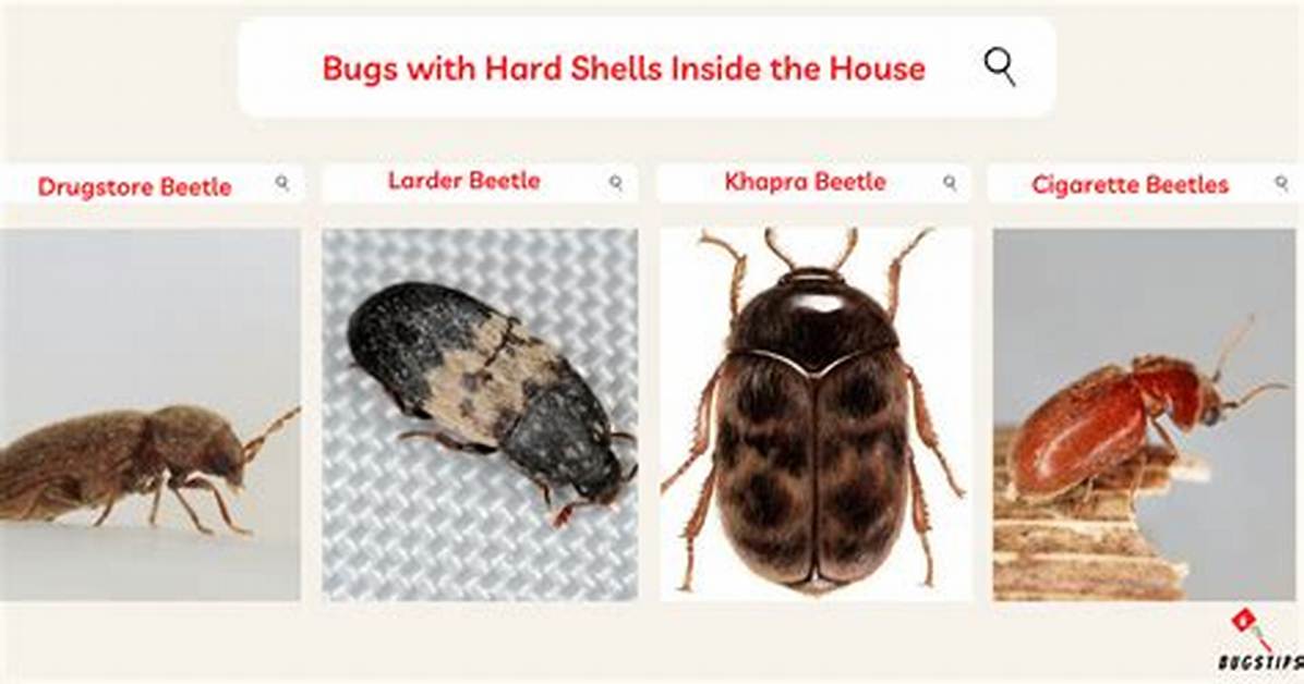 Hard Shell Small Brown Bugs