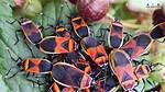 Harlequin Bugs