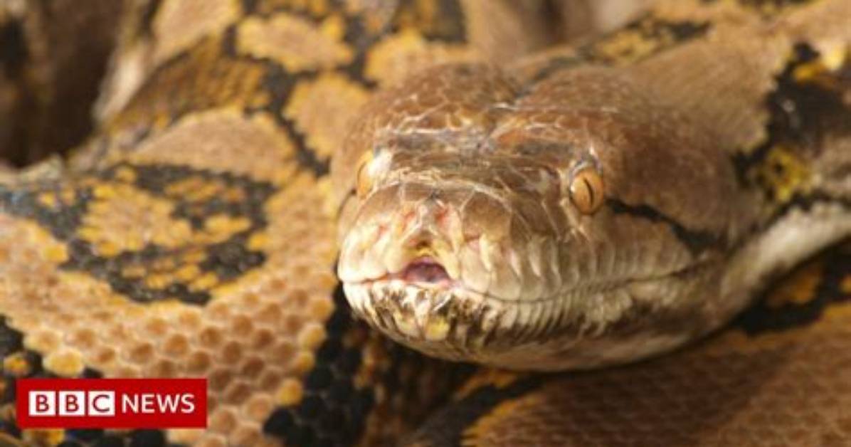 Has a Ball Python Ever Killed a Human?