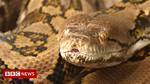 Has a Ball Python Ever Killed a Human?