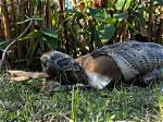 Has a Burmese Python Ever Eaten a Human?