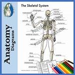 Has a Skeletal System?