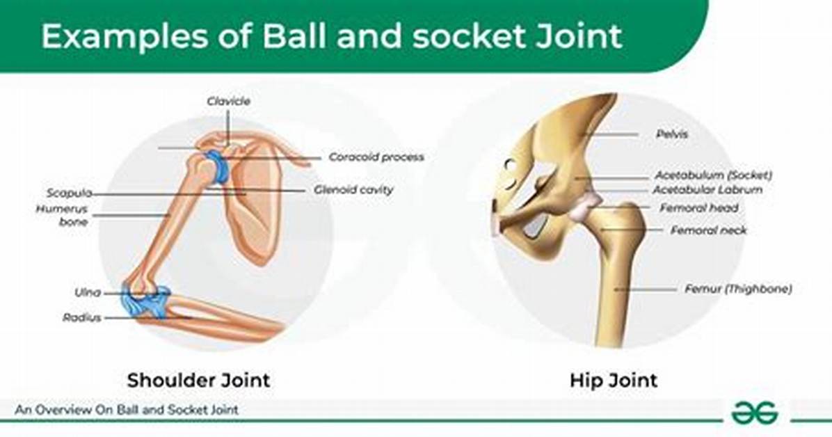 Has a Socket Joint?