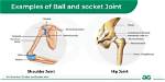 Has a Socket Joint?