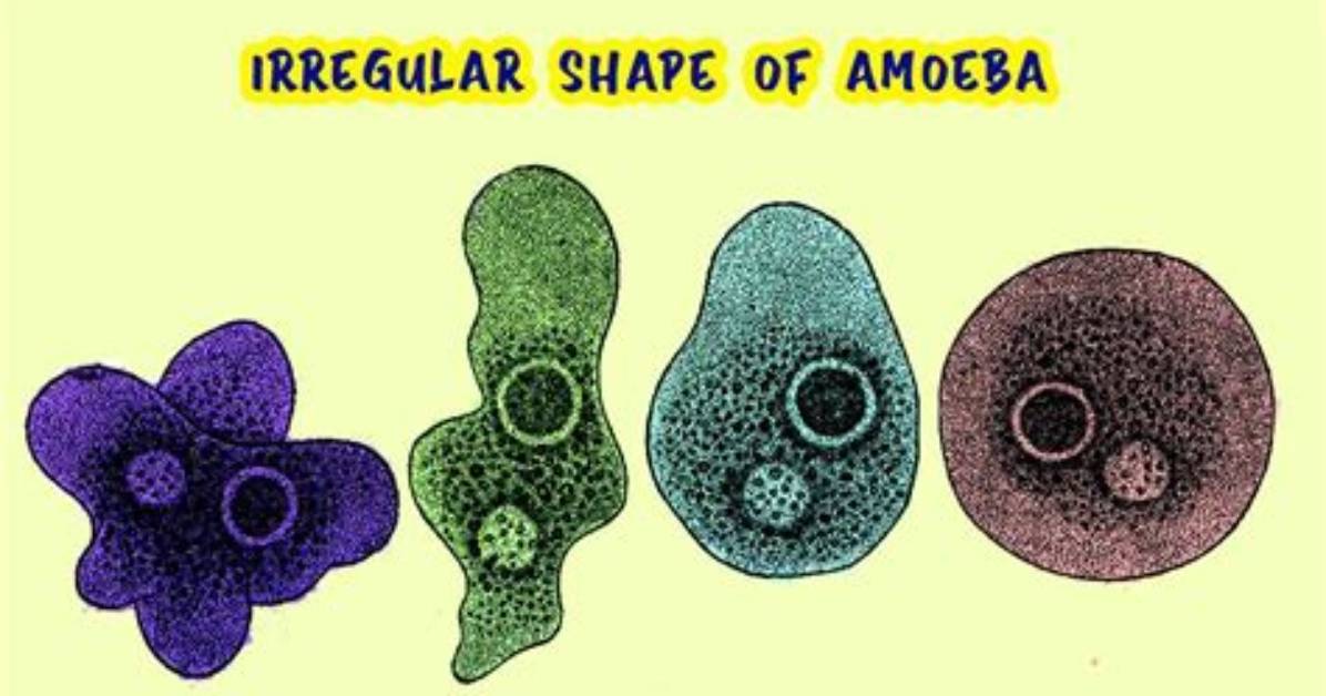 Has Amoeba Irregular Shape?