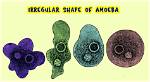 Has Amoeba Irregular Shape?