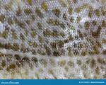 Has Cod Fish Got Scales?