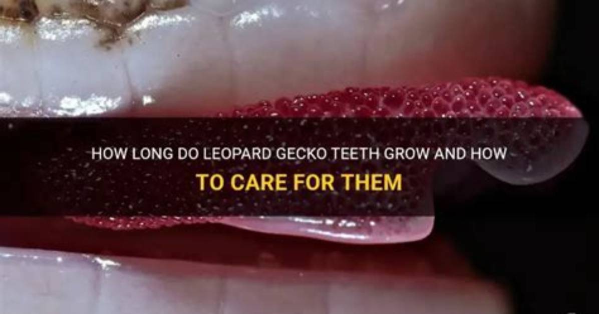 Has Continuously Growing Teeth?