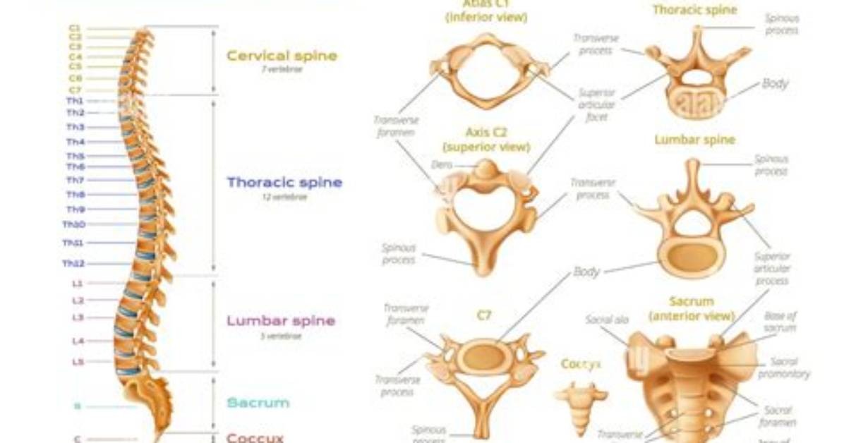 Has Five Separate Vertebrae?