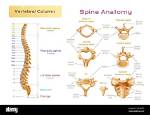 Has Five Separate Vertebrae?