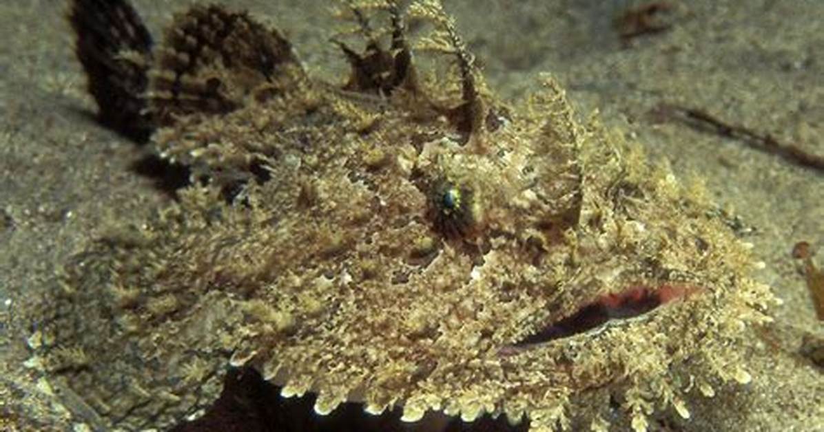 Has Monkfish Got Bones?