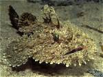 Has Monkfish Got Bones?