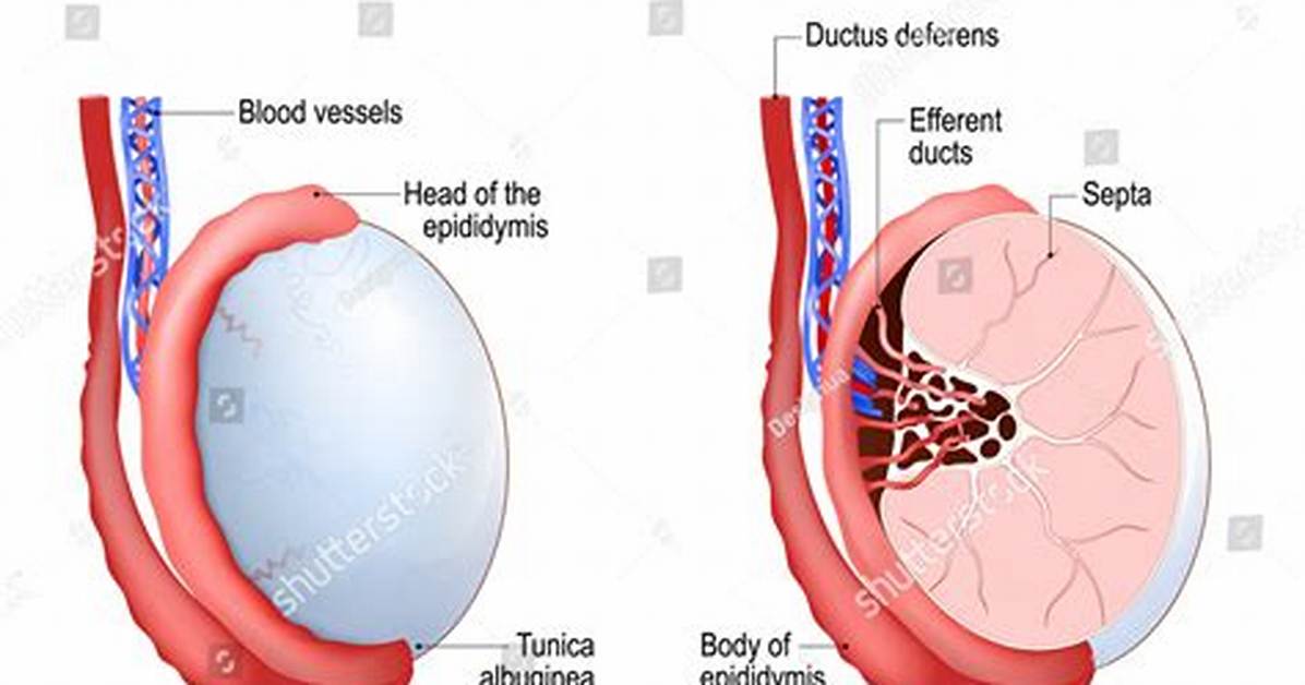 Has Only One Testis?