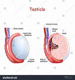 Has Only One Testis?