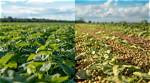 Has Soybeans Been Genetically Modified?