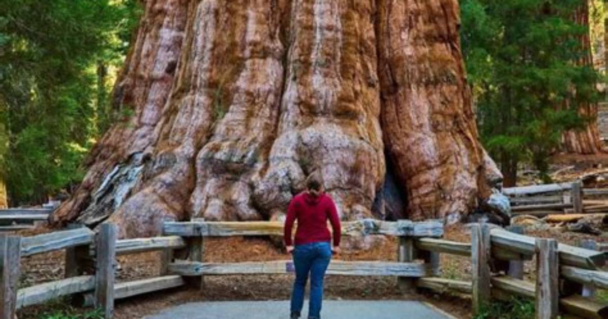 Has the Largest Trunk?
