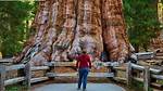 Has the Largest Trunk?