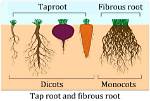 Has Wheat a Tap Root?